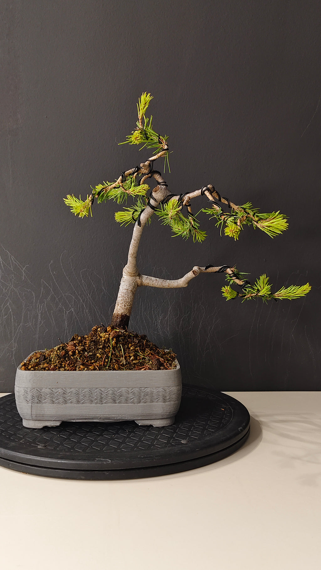 Pino Silvestre Bonsái (Pinus sylvestris) – Estilo Informal