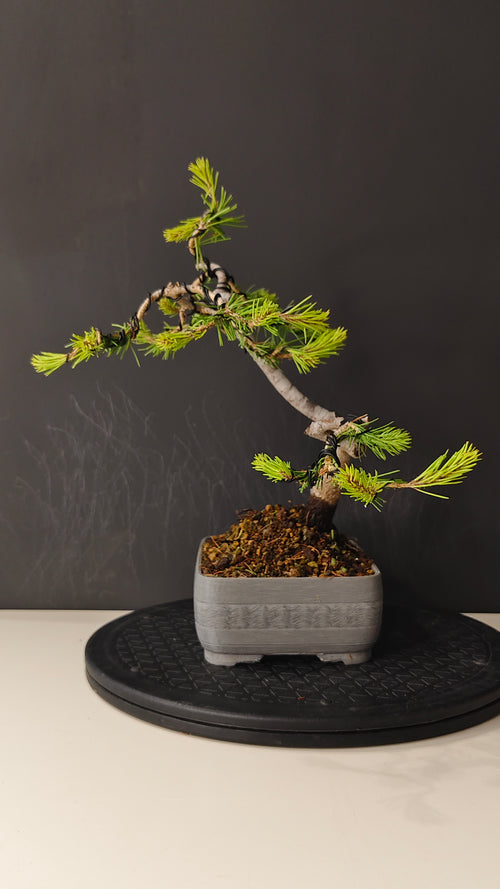 Pino Silvestre Bonsái (Pinus sylvestris) – Estilo Informal
