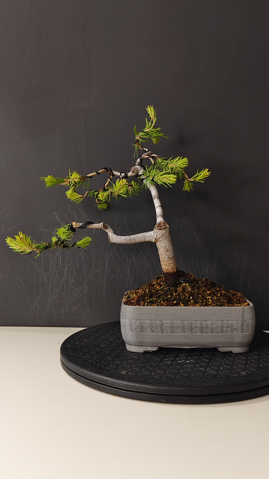 Pino Silvestre Bonsái (Pinus sylvestris) – Estilo Informal