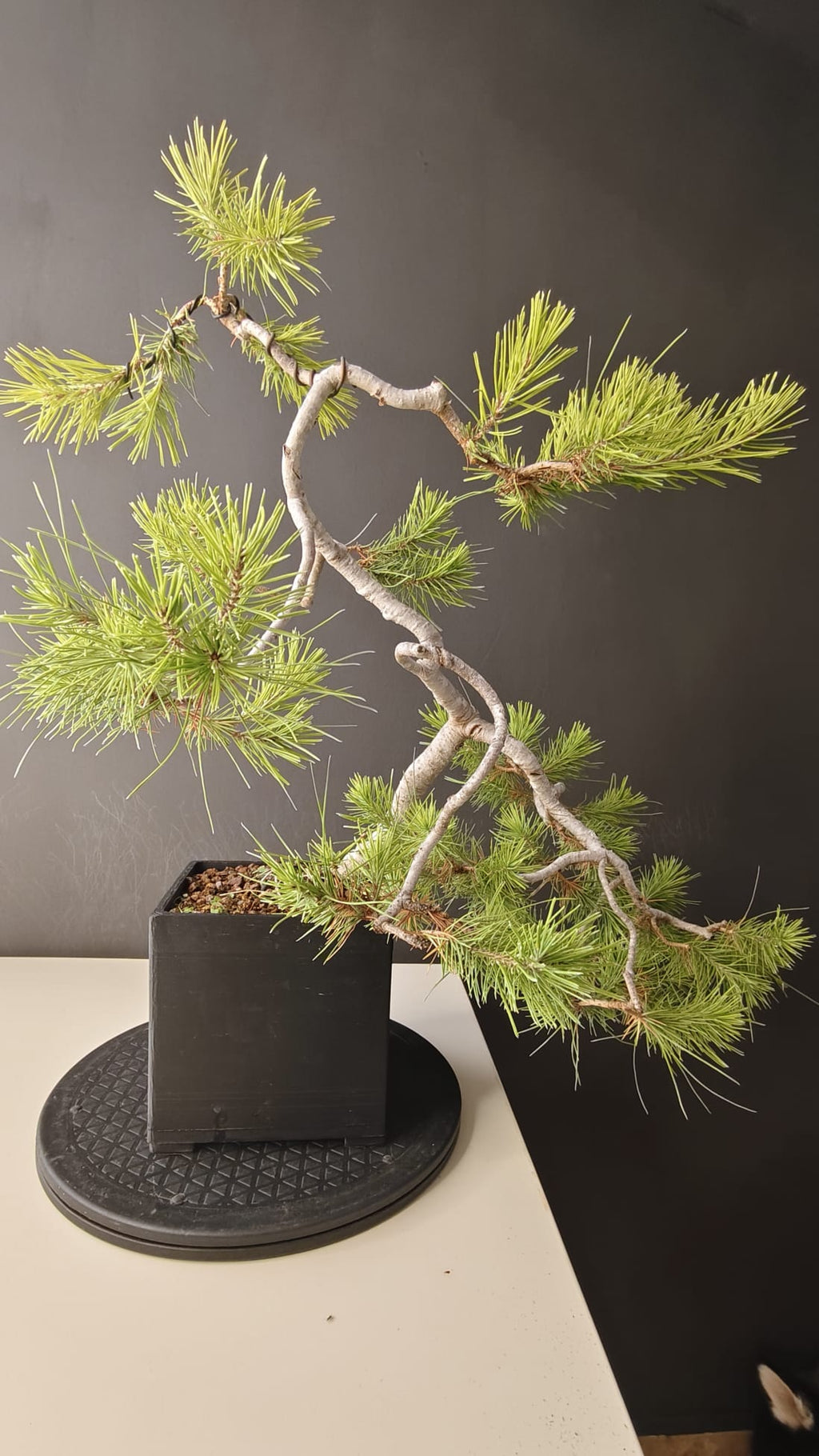 Pino Silvestre Yamadori (Pinus sylvestris)  Ref. PSY-001