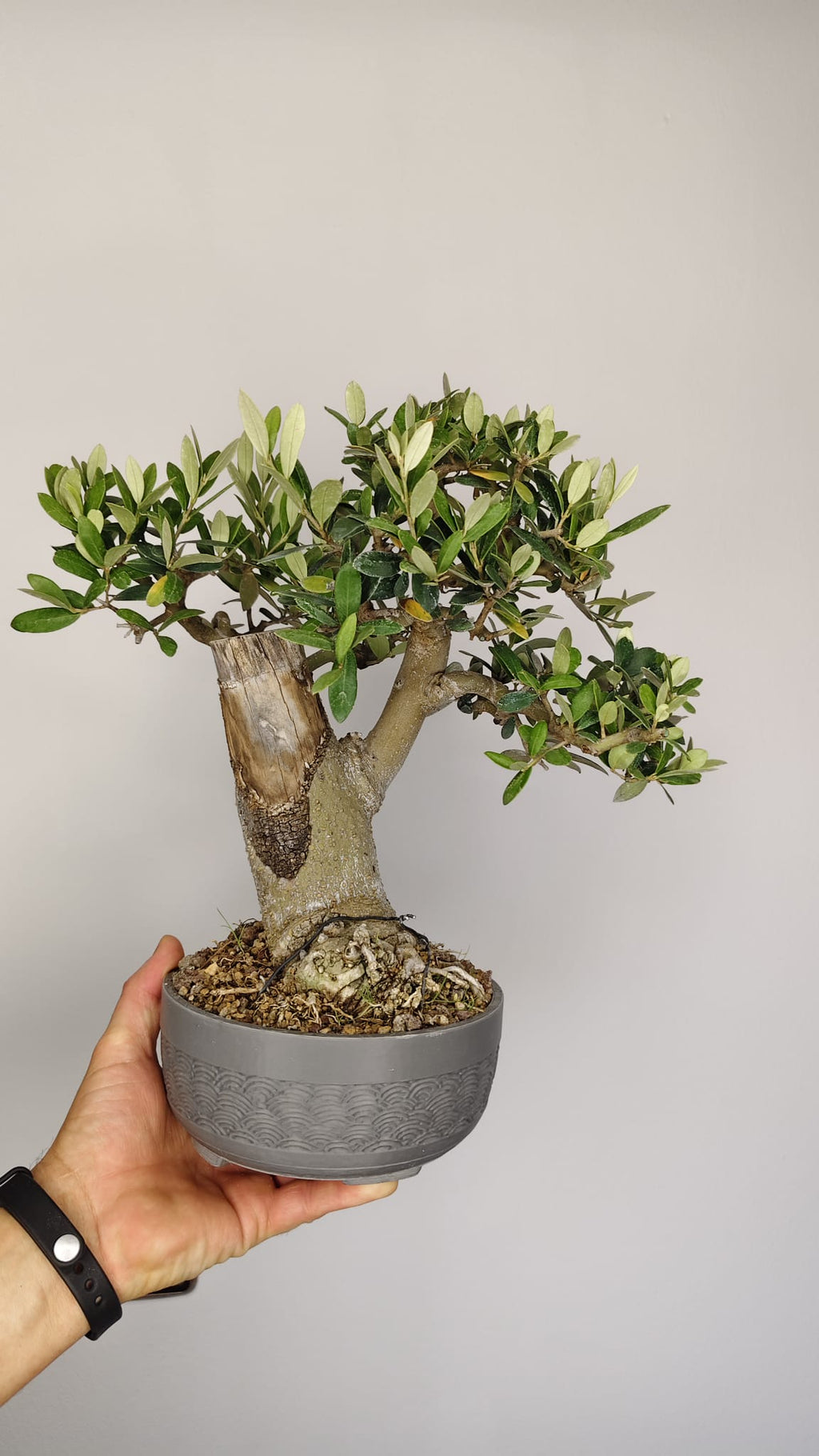 OL-001 Olivo Bonsái (Olea europaea) – Gran Nebari y Madera Muerta