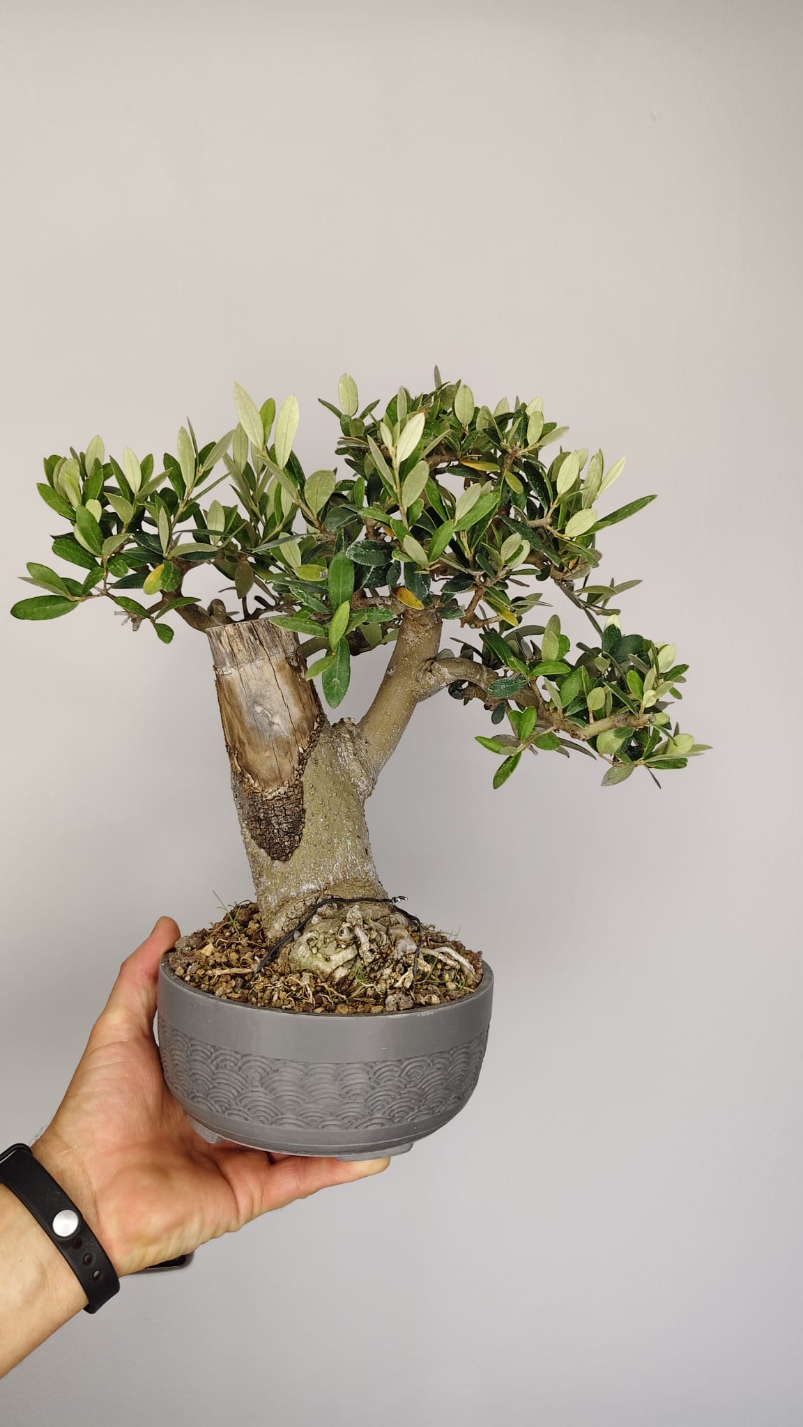 OL-001 Olivo Bonsái (Olea europaea) – Gran Nebari y Madera Muerta