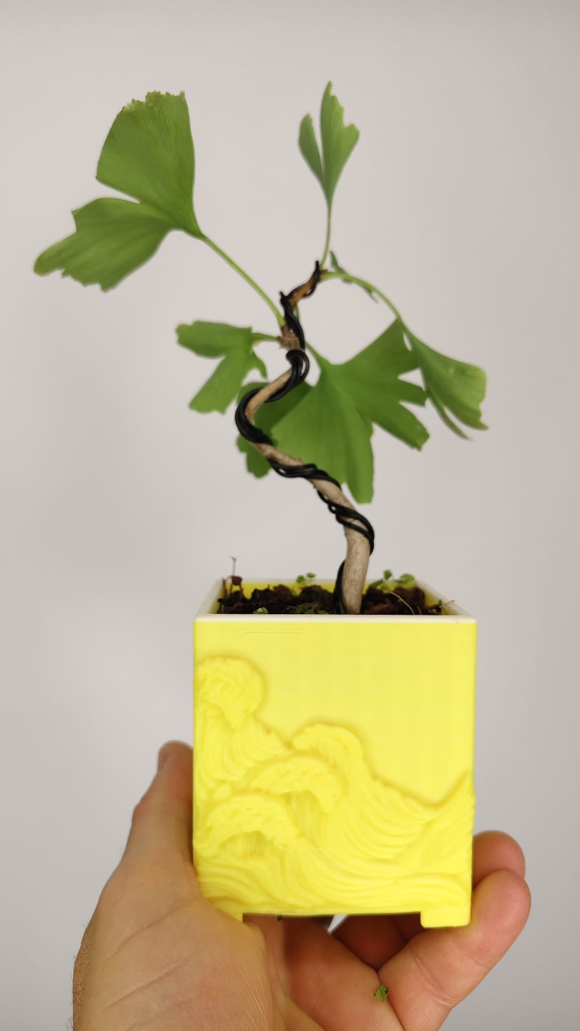 Ginkgo Biloba Bonsái en Formación – Maceta PETG Japonesa 7x7x8 cm – Ref. GB-001