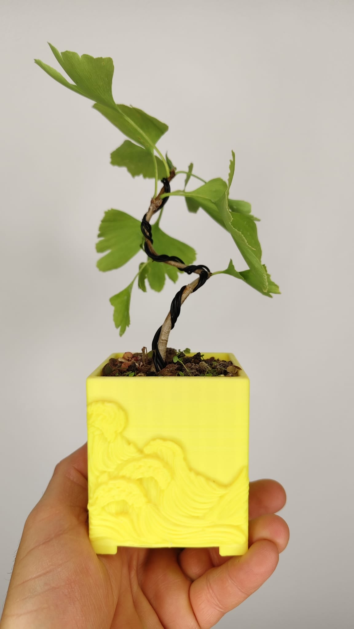 Ginkgo Biloba Bonsái Shohin en Maceta PETG Japonesa – GB-002