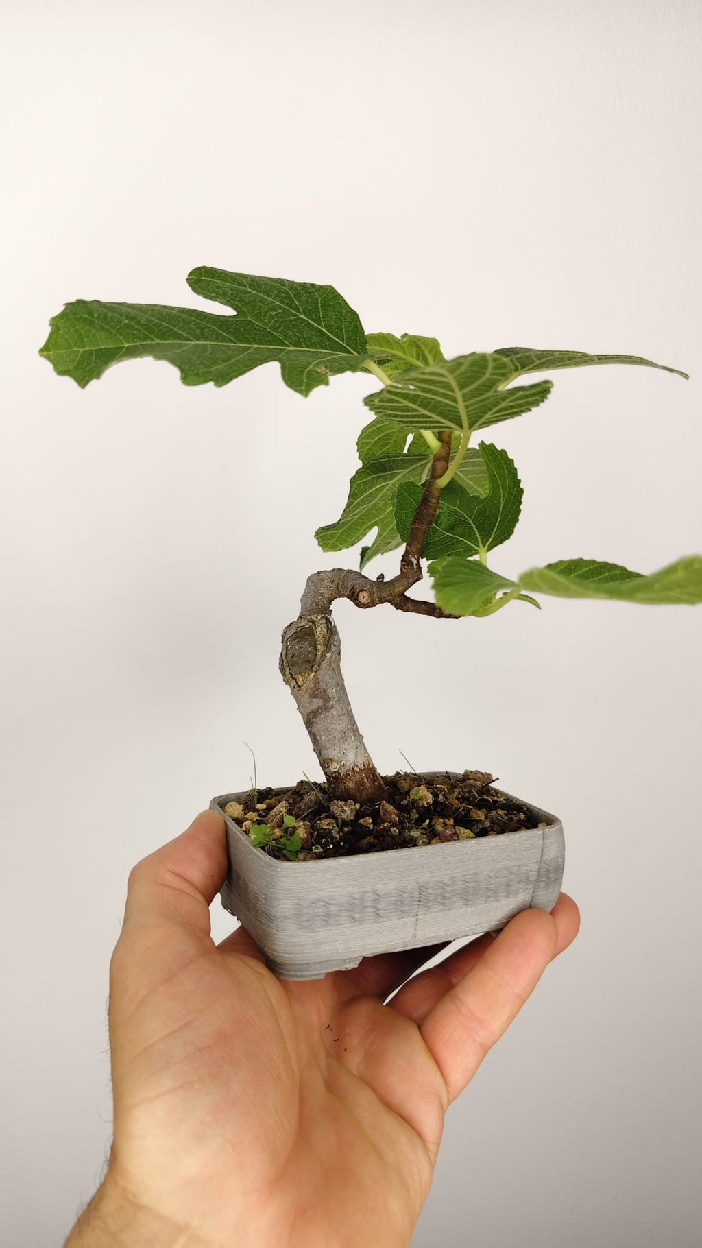 Higuera Bonsái (Ficus carica) en Maceta PETG Artesanal – HG-001