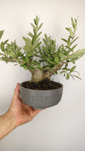 Olivo Bonsái Olea Europaea con Nebari de 11 cm y Tronco de 8 cm – OL-002