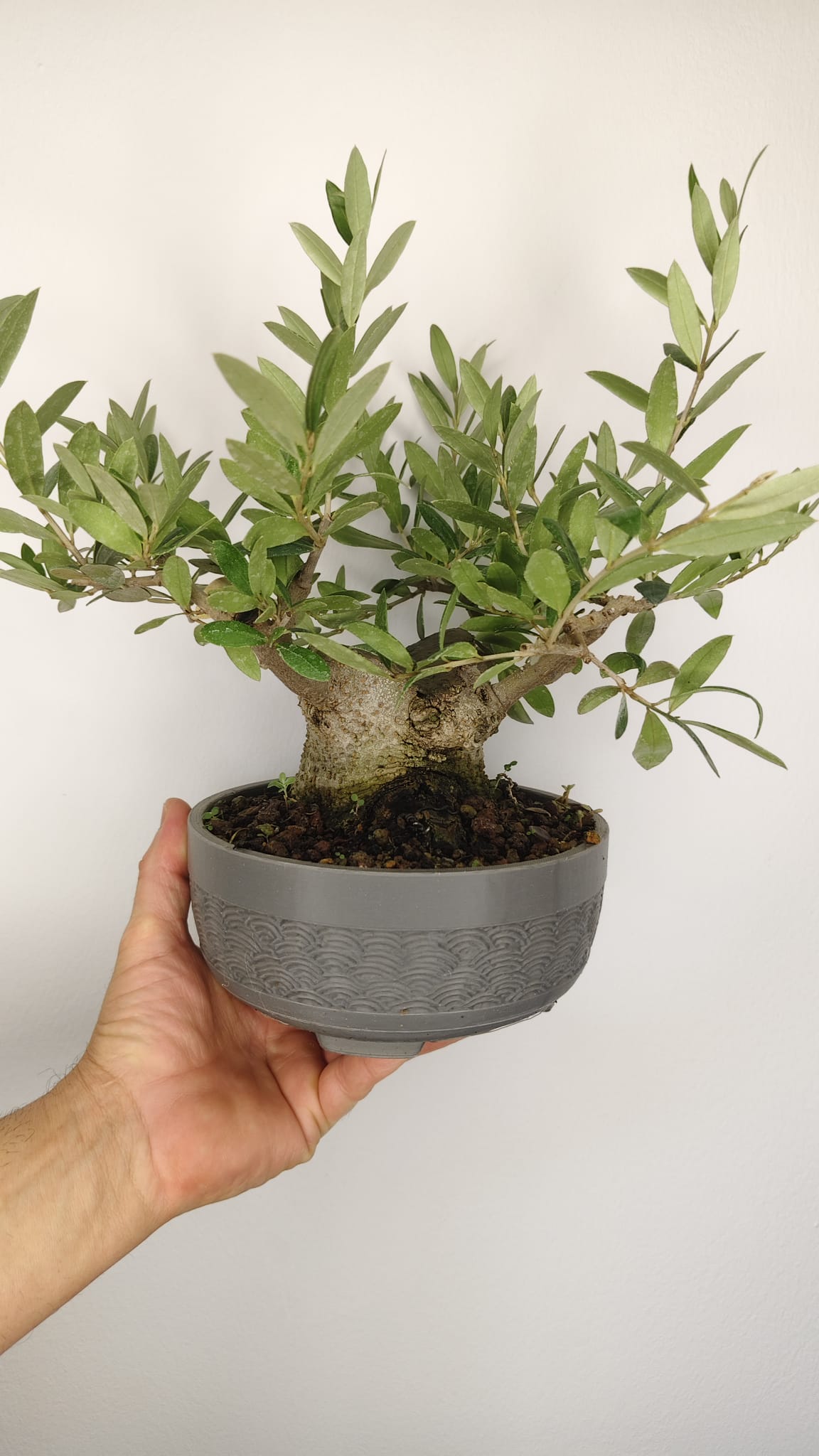 Olivo Bonsái Olea Europaea con Nebari de 11 cm y Tronco de 8 cm – OL-002