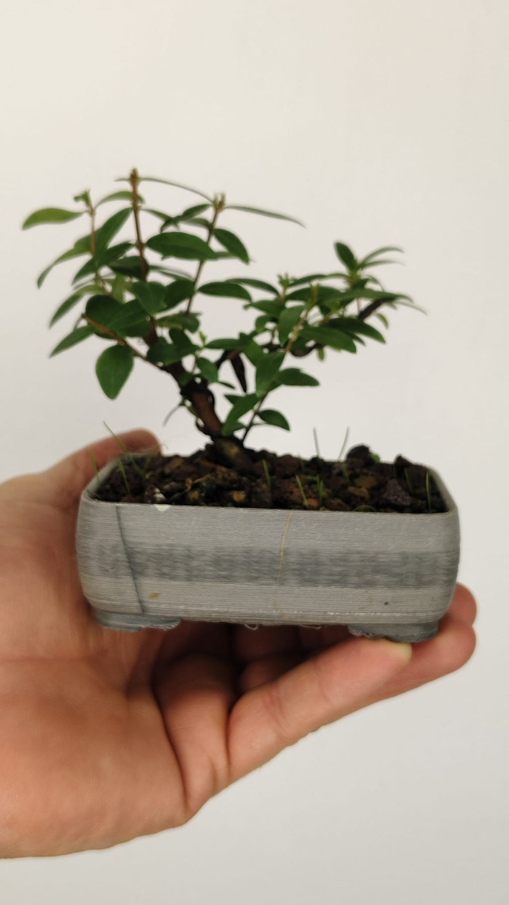 Mirto Tarentina Bonsái (Myrtus communis 'Tarentina') – MT-001