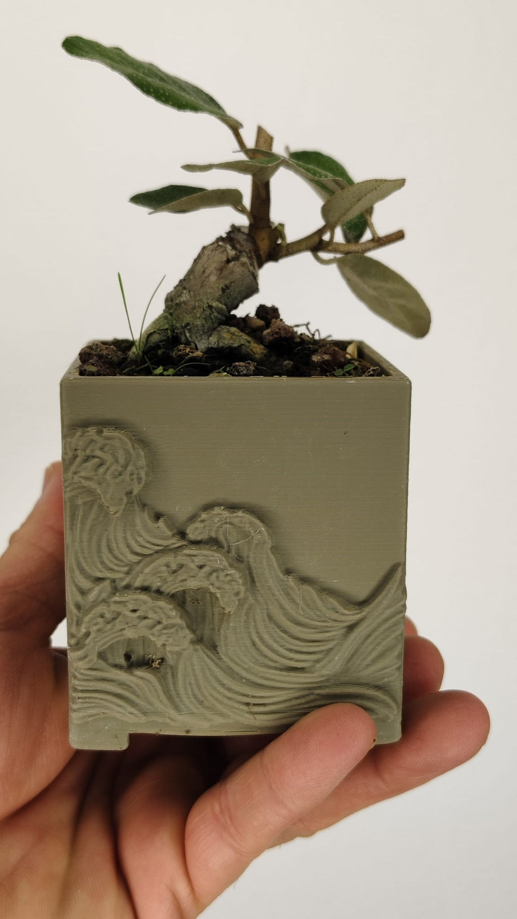 Elaeagnus pungens Bonsái con Gran Conicidad – ELP-001