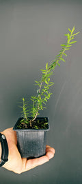 Plantón de Mirto Tarentina (Myrtus communis 'Tarentina') | Ideal para Bonsái