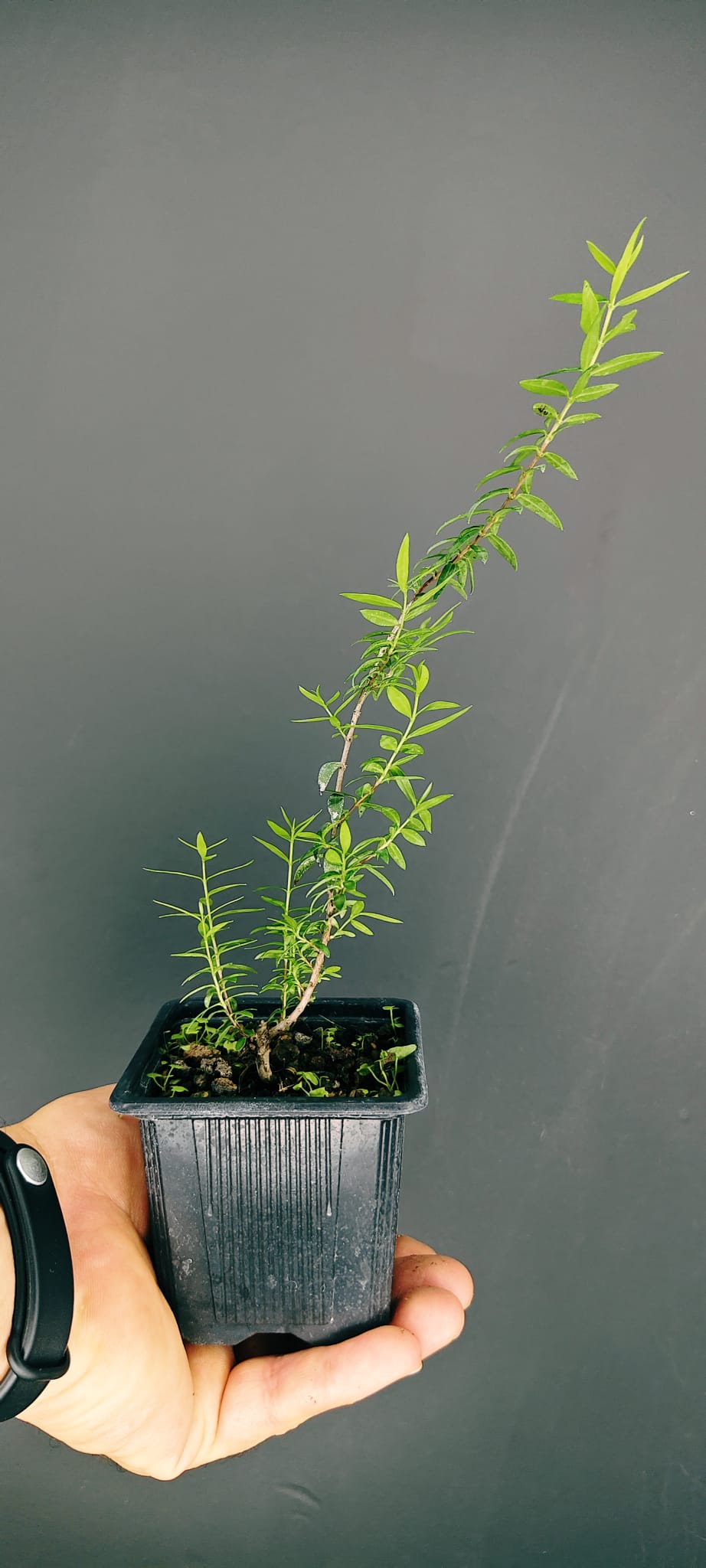 Plantón de Mirto Tarentina (Myrtus communis 'Tarentina') | Ideal para Bonsái