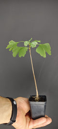Plantón de Ginkgo biloba | Ideal para Bonsái