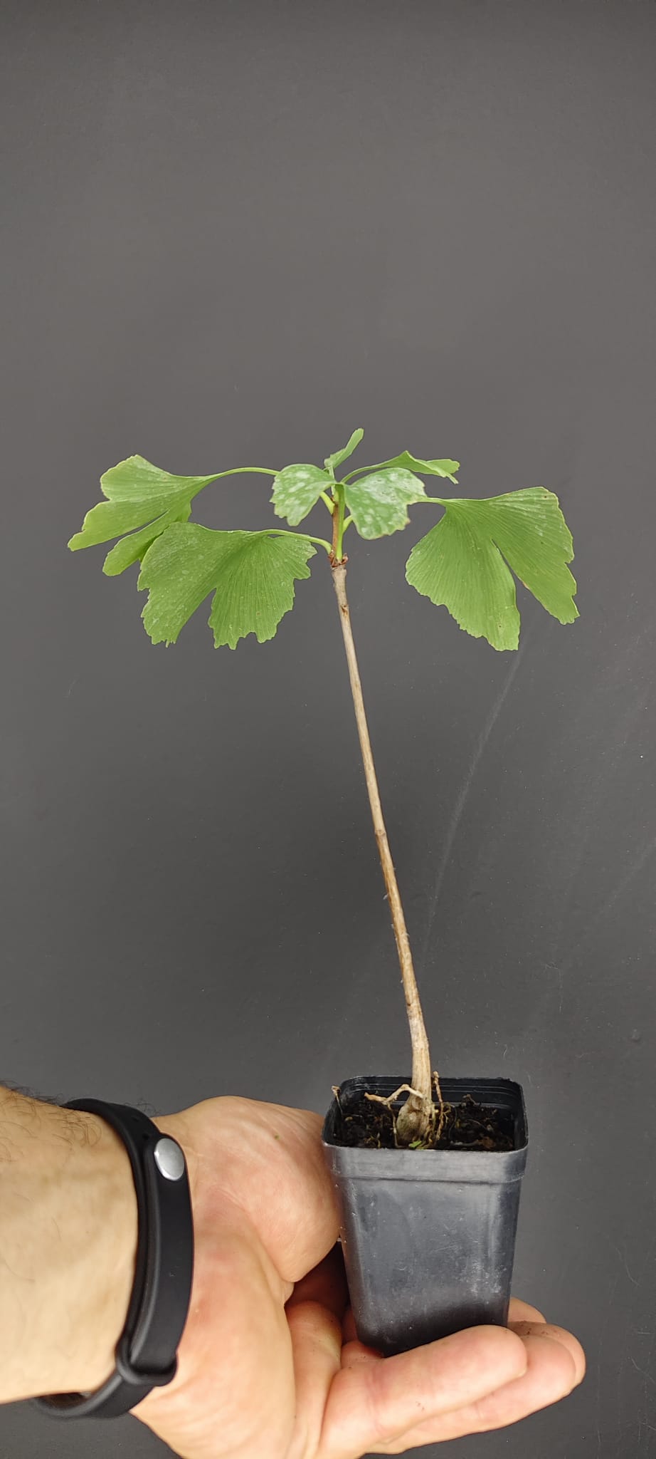 Plantón de Ginkgo biloba | Ideal para Bonsái