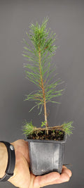 Plantón de Pino Silvestre (Pinus sylvestris) | Ideal para Bonsái
