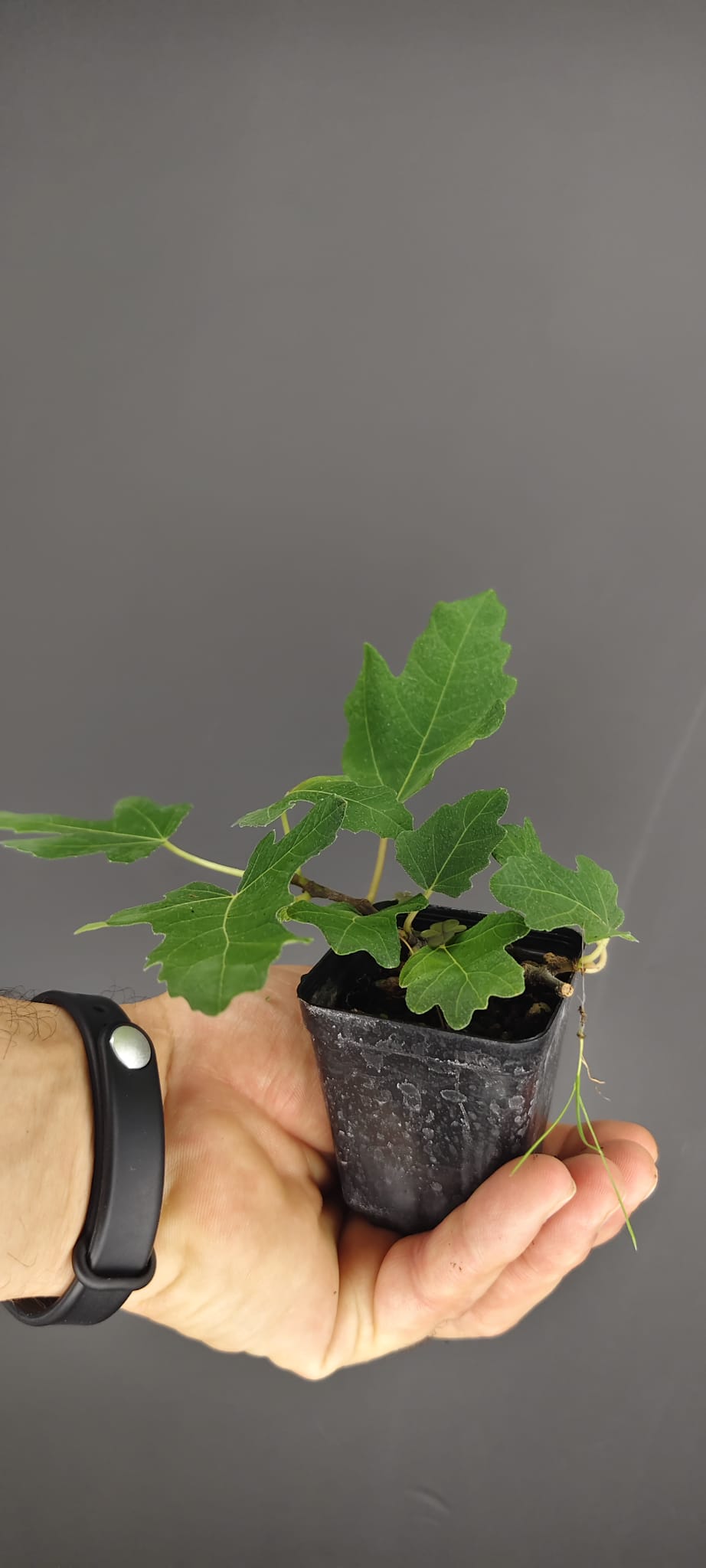 Plantón de Higuera (Ficus carica) | Ideal para Bonsái