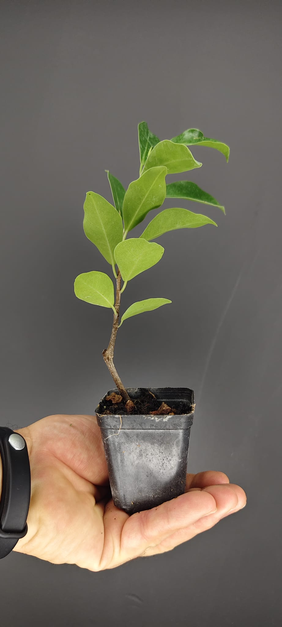 Plantón de Ficus Tiger Bark | Ideal para Bonsái