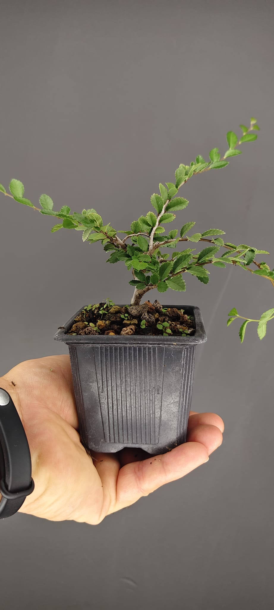 Plantón de Olmo Chino (Ulmus parvifolia) | Ideal para Bonsái