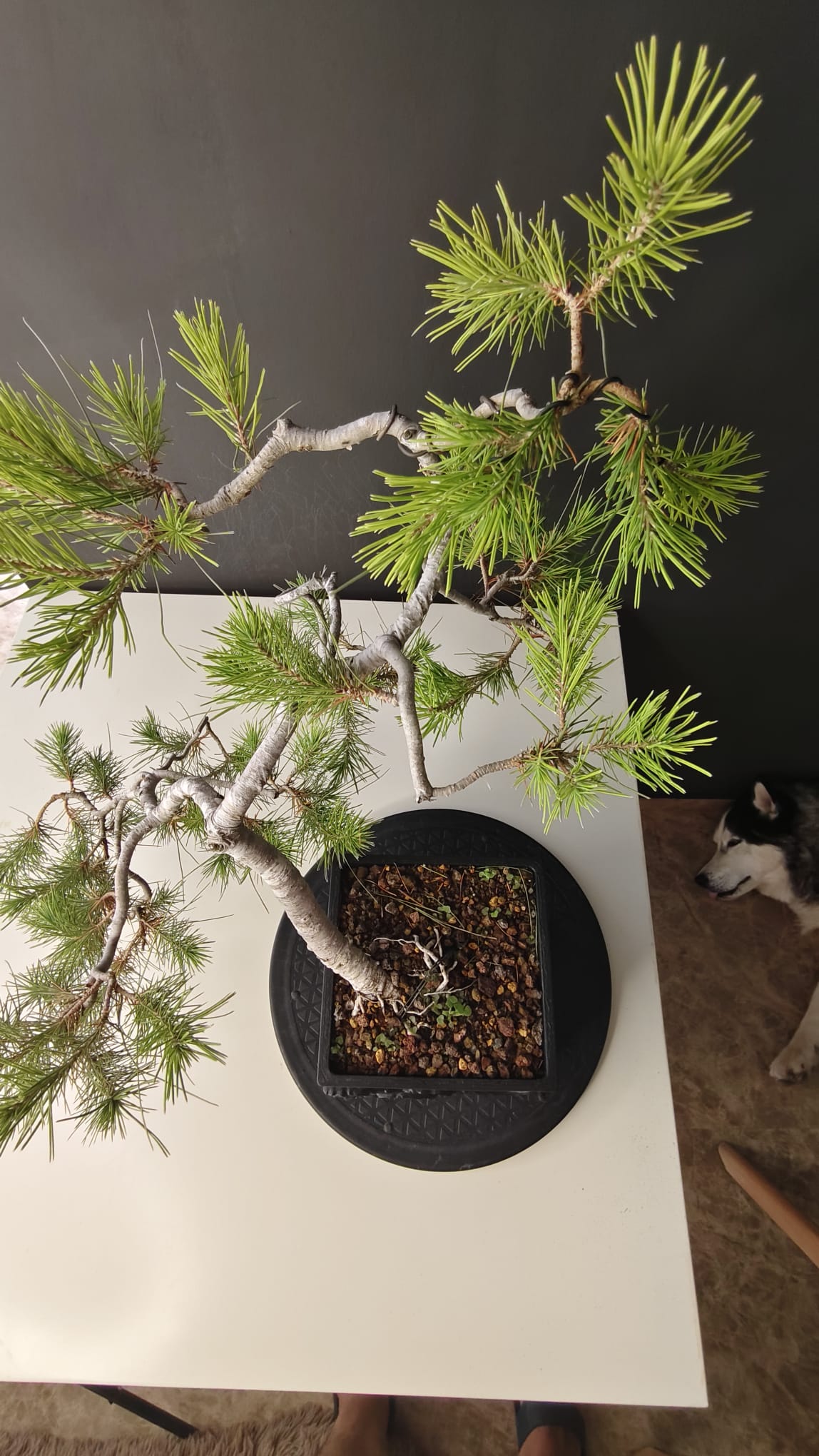 Pino Silvestre Yamadori (Pinus sylvestris)  Ref. PSY-001