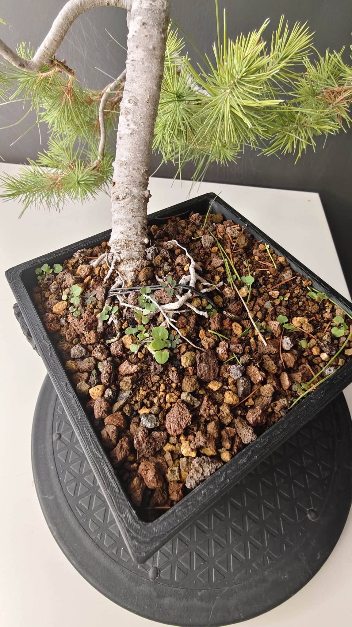 Pino Silvestre Yamadori (Pinus sylvestris)  Ref. PSY-001