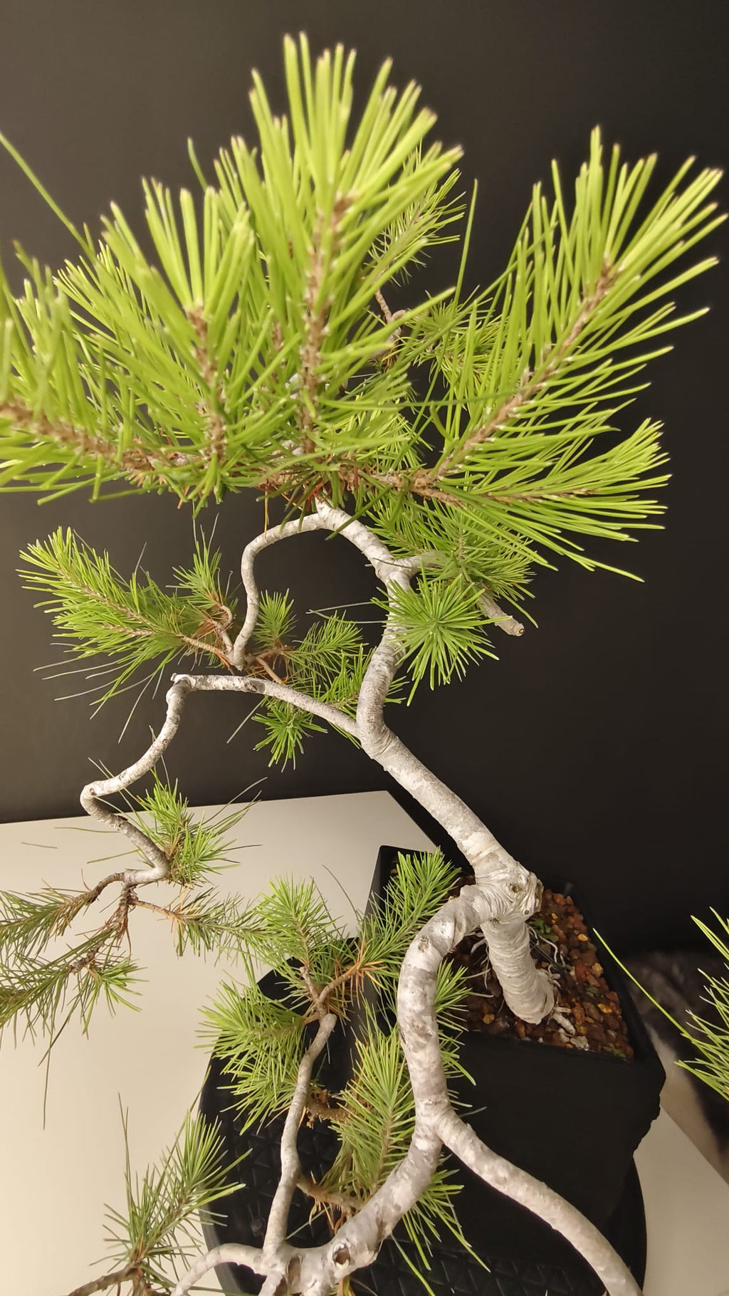 Pino Silvestre Yamadori (Pinus sylvestris)  Ref. PSY-001
