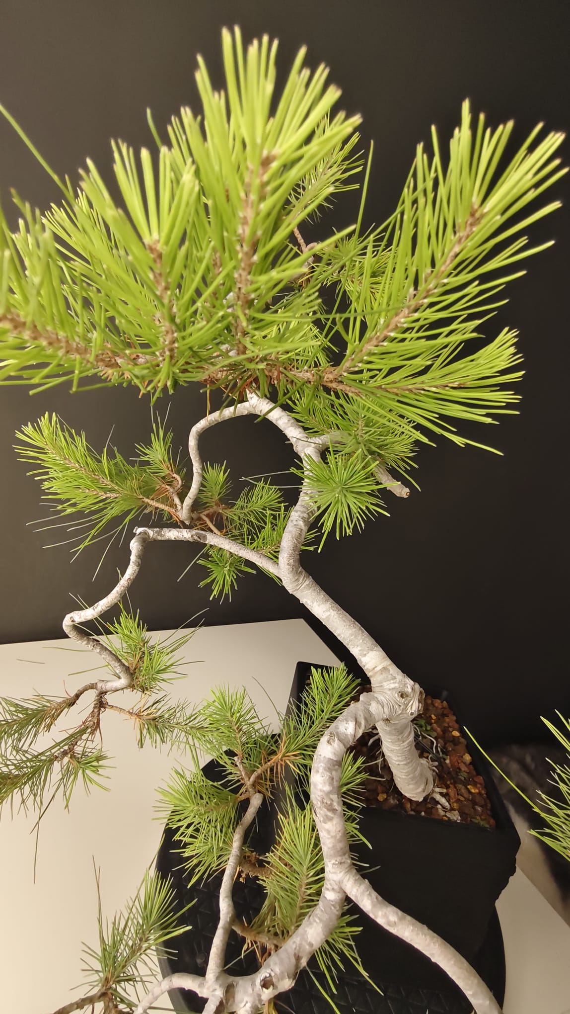 Pino Silvestre Yamadori (Pinus sylvestris)  Ref. PSY-001