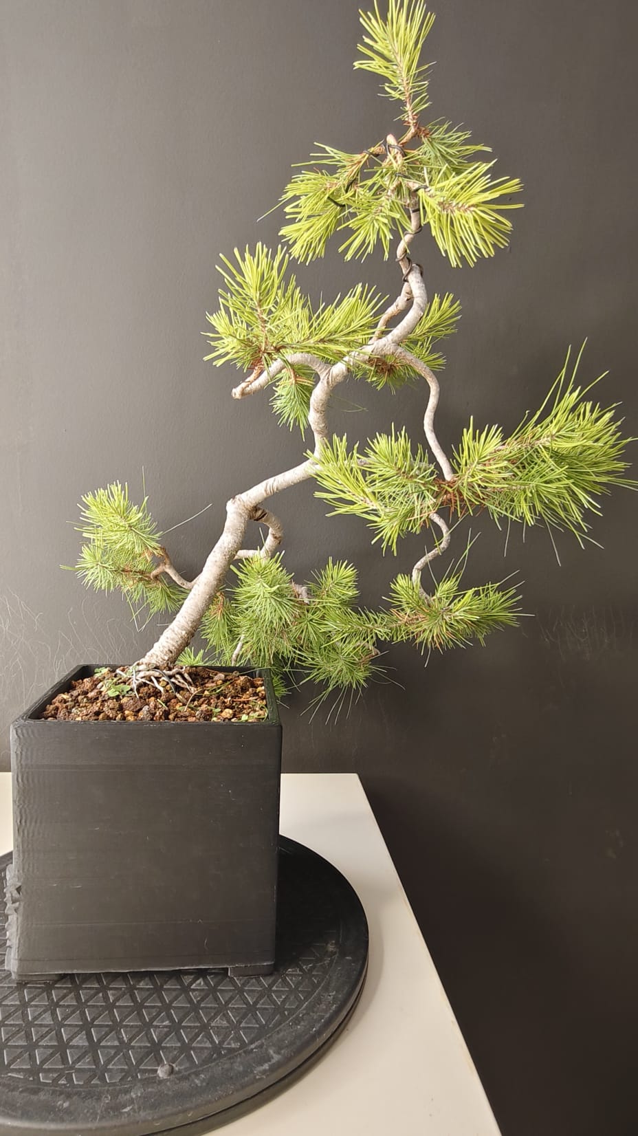Pino Silvestre Yamadori (Pinus sylvestris)  Ref. PSY-001