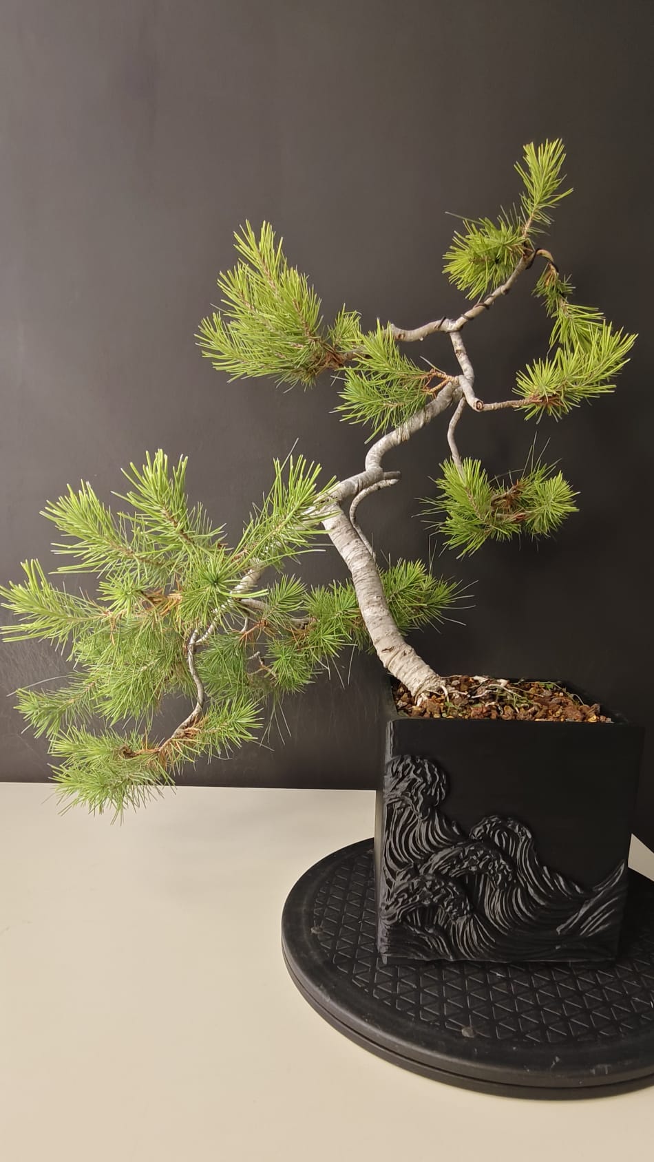 Pino Silvestre Yamadori (Pinus sylvestris)  Ref. PSY-001