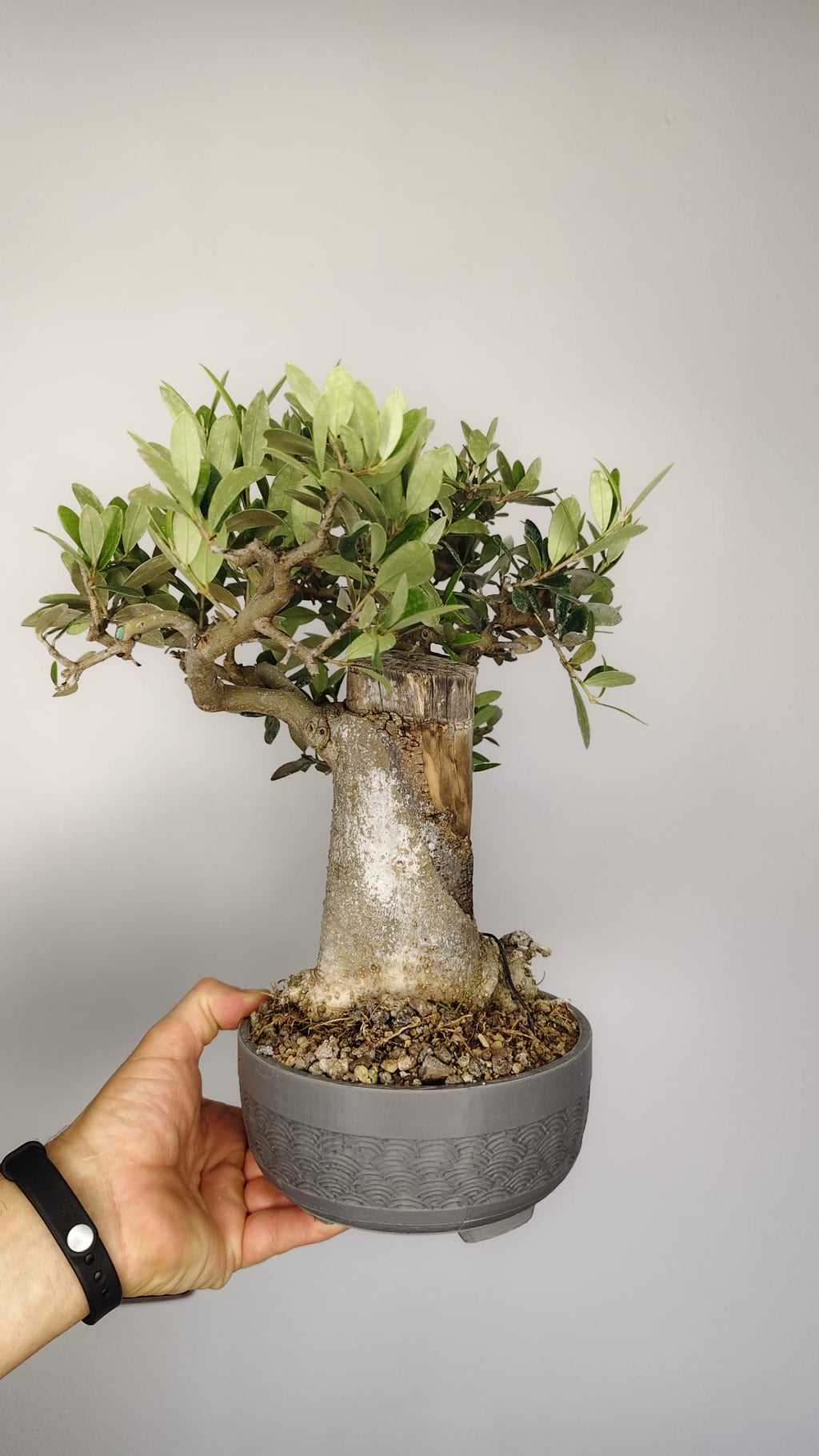 OL-001 Olivo Bonsái (Olea europaea) – Gran Nebari y Madera Muerta