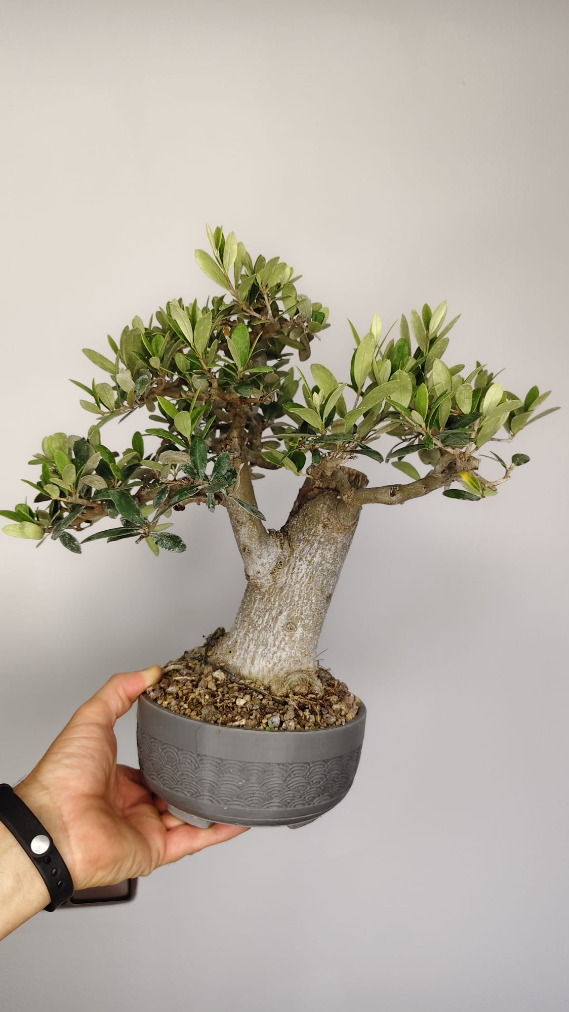 OL-001 Olivo Bonsái (Olea europaea) – Gran Nebari y Madera Muerta