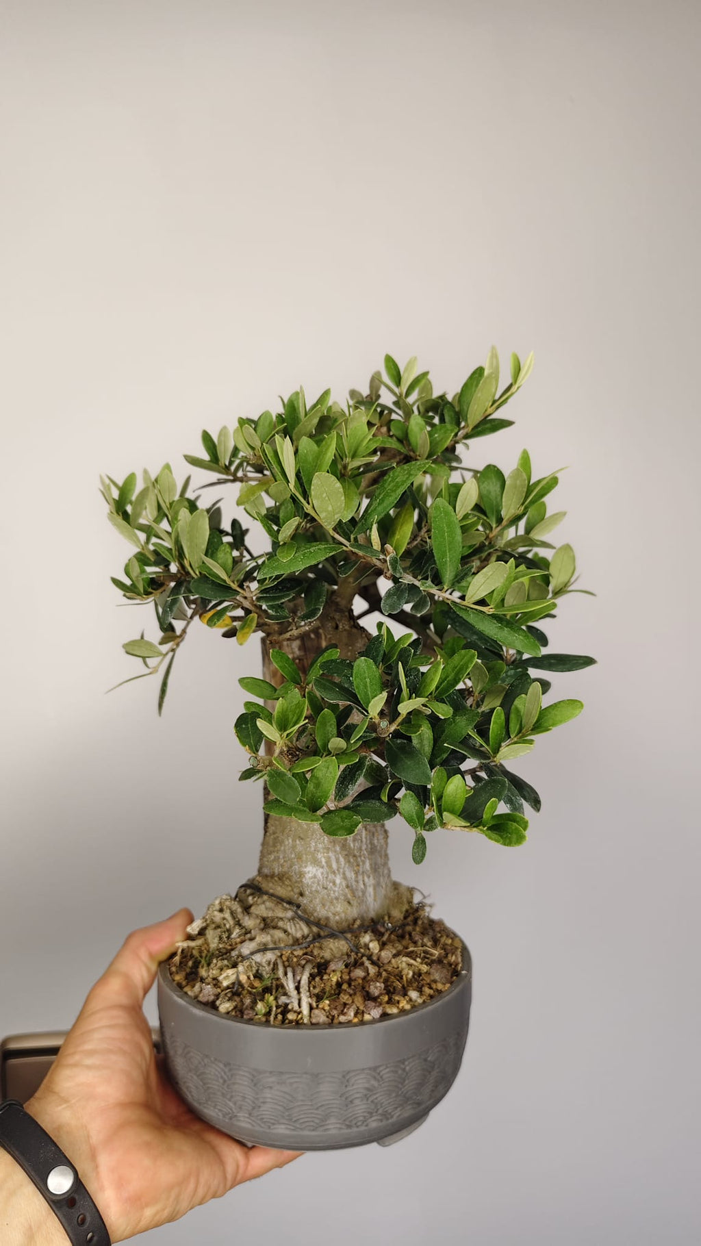 OL-001 Olivo Bonsái (Olea europaea) – Gran Nebari y Madera Muerta