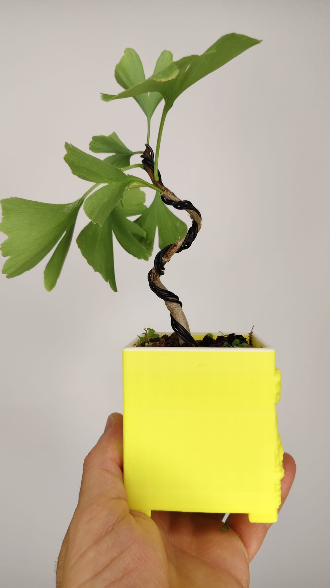 Ginkgo Biloba Bonsái en Formación – Maceta PETG Japonesa 7x7x8 cm – Ref. GB-001