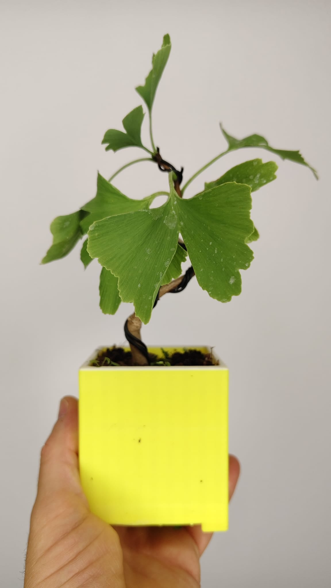 Ginkgo Biloba Bonsái en Formación – Maceta PETG Japonesa 7x7x8 cm – Ref. GB-001