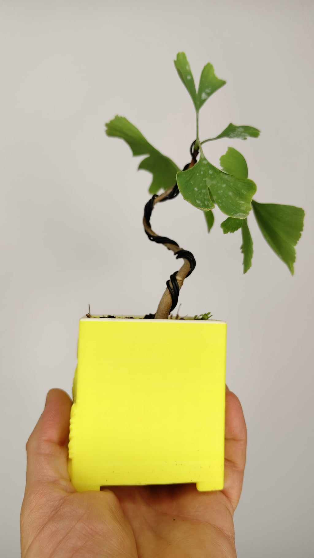 Ginkgo Biloba Bonsái en Formación – Maceta PETG Japonesa 7x7x8 cm – Ref. GB-001