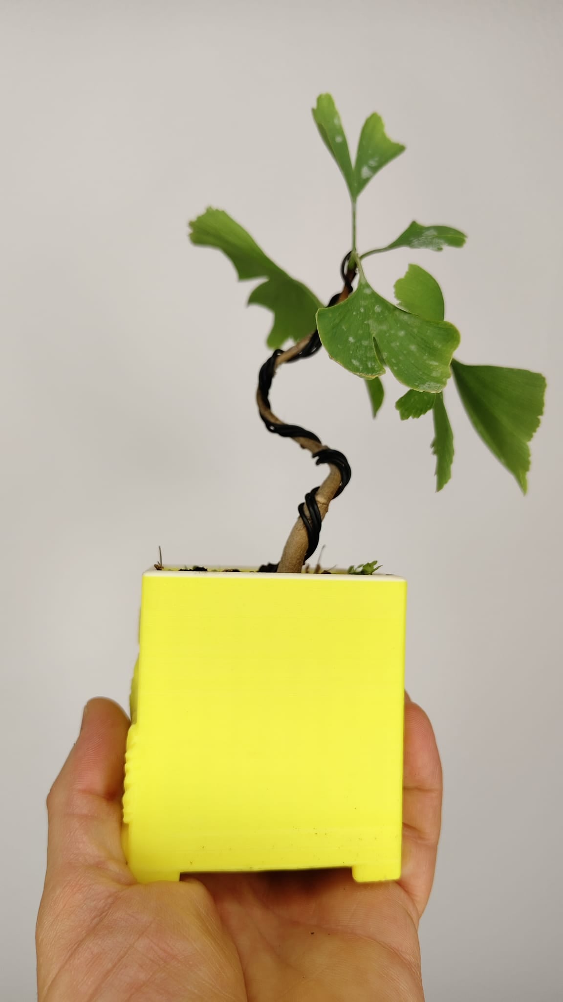 Ginkgo Biloba Bonsái en Formación – Maceta PETG Japonesa 7x7x8 cm – Ref. GB-001