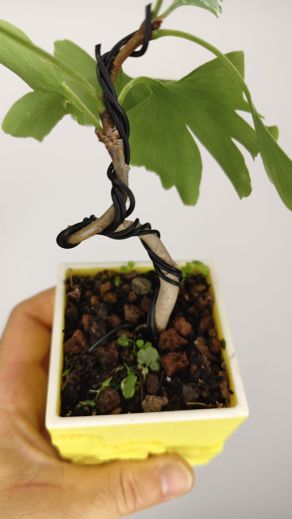 Ginkgo Biloba Bonsái en Formación – Maceta PETG Japonesa 7x7x8 cm – Ref. GB-001