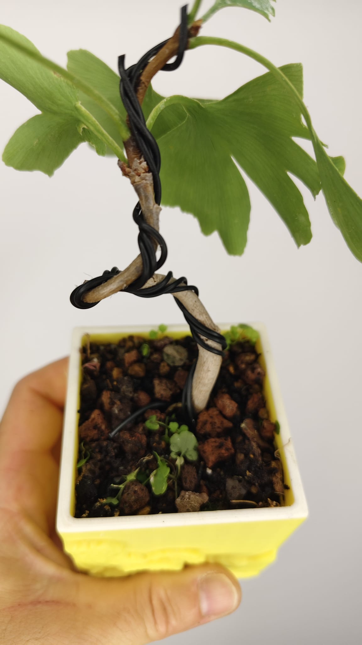 Ginkgo Biloba Bonsái en Formación – Maceta PETG Japonesa 7x7x8 cm – Ref. GB-001