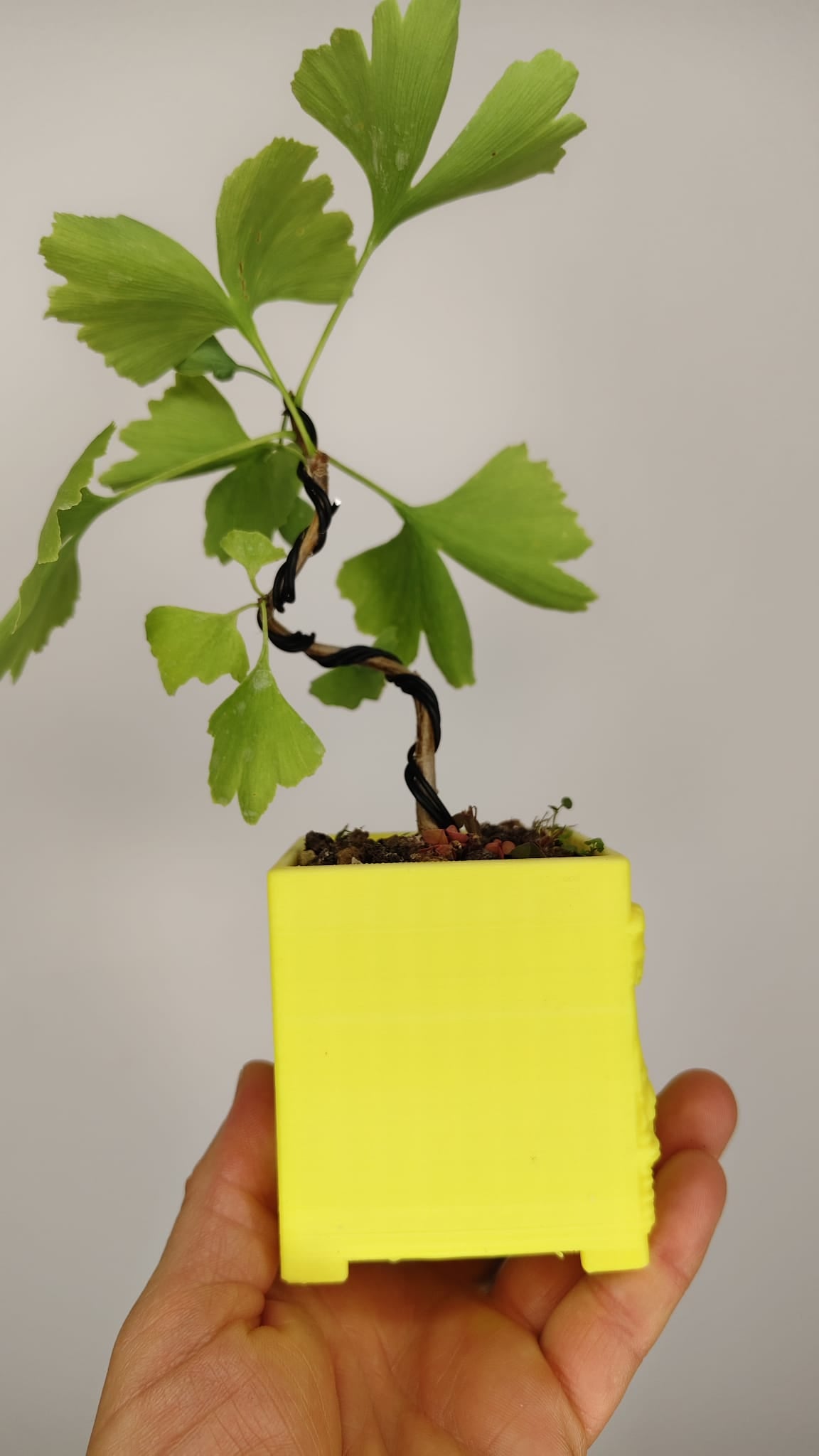 Ginkgo Biloba Bonsái Shohin en Maceta PETG Japonesa – GB-002