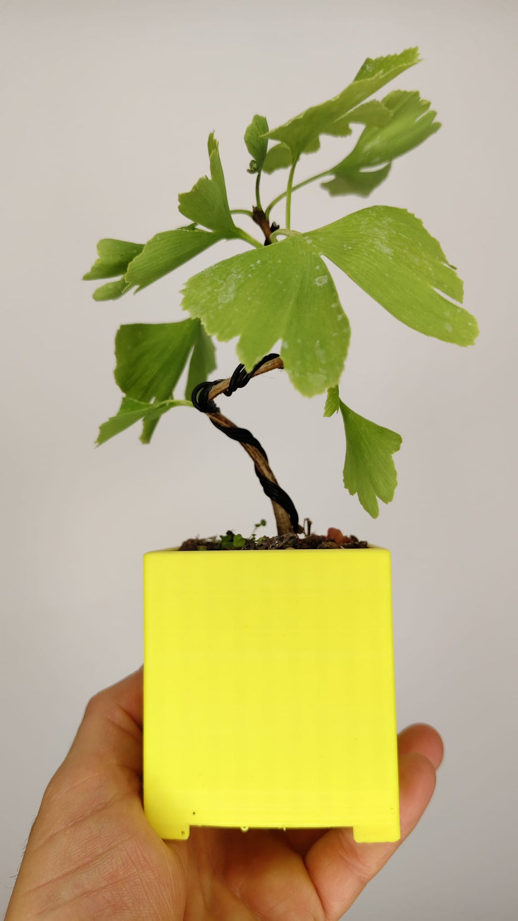 Ginkgo Biloba Bonsái Shohin en Maceta PETG Japonesa – GB-002
