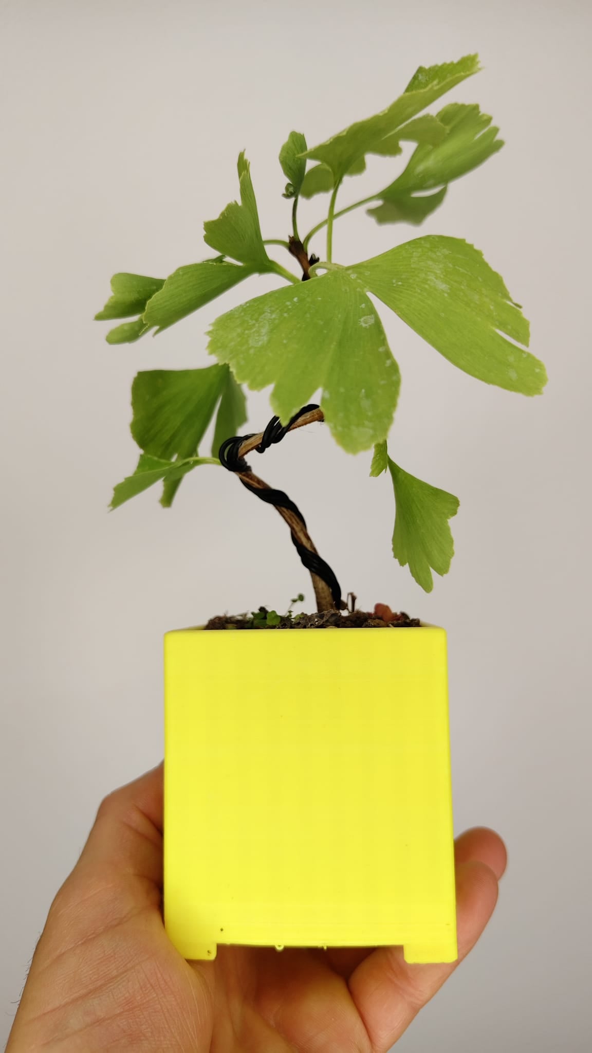 Ginkgo Biloba Bonsái Shohin en Maceta PETG Japonesa – GB-002