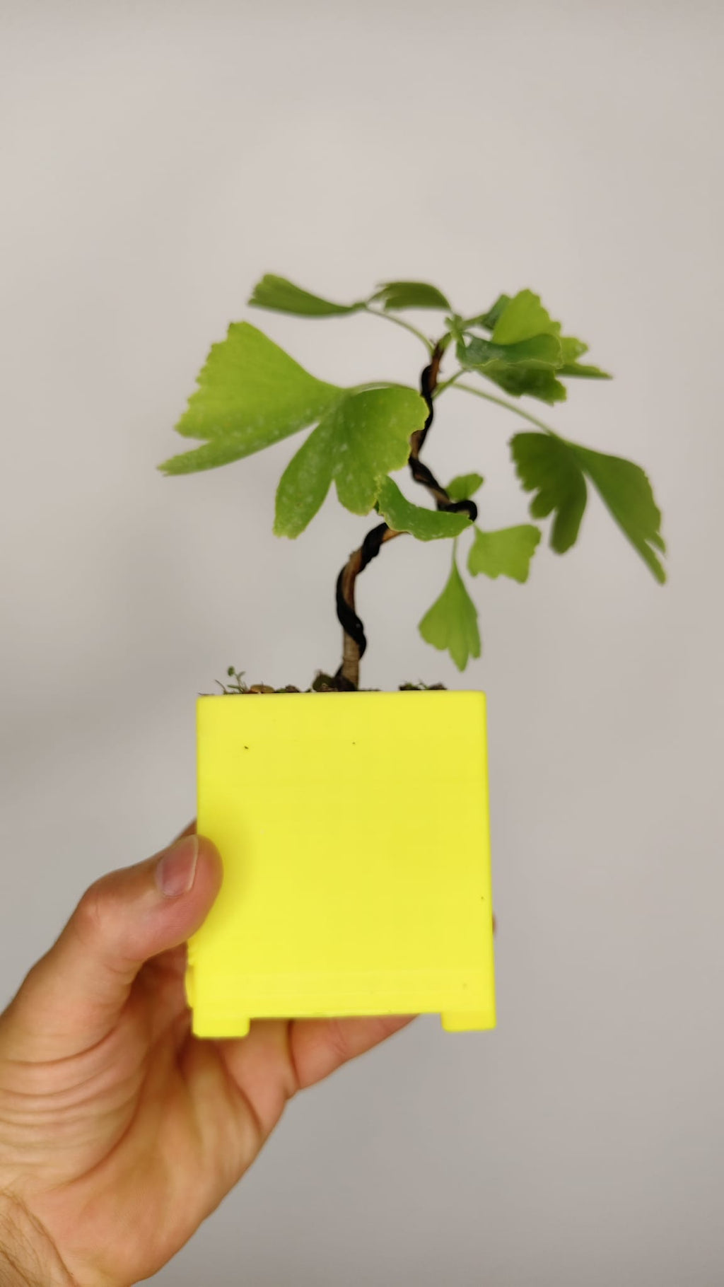 Ginkgo Biloba Bonsái Shohin en Maceta PETG Japonesa – GB-002