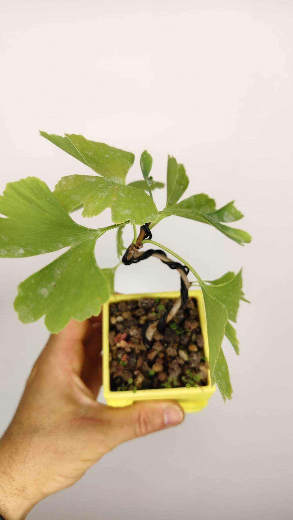 Ginkgo Biloba Bonsái Shohin en Maceta PETG Japonesa – GB-002