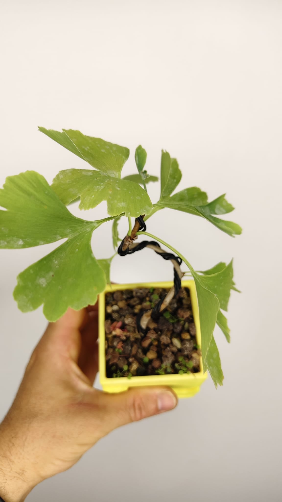 Ginkgo Biloba Bonsái Shohin en Maceta PETG Japonesa – GB-002