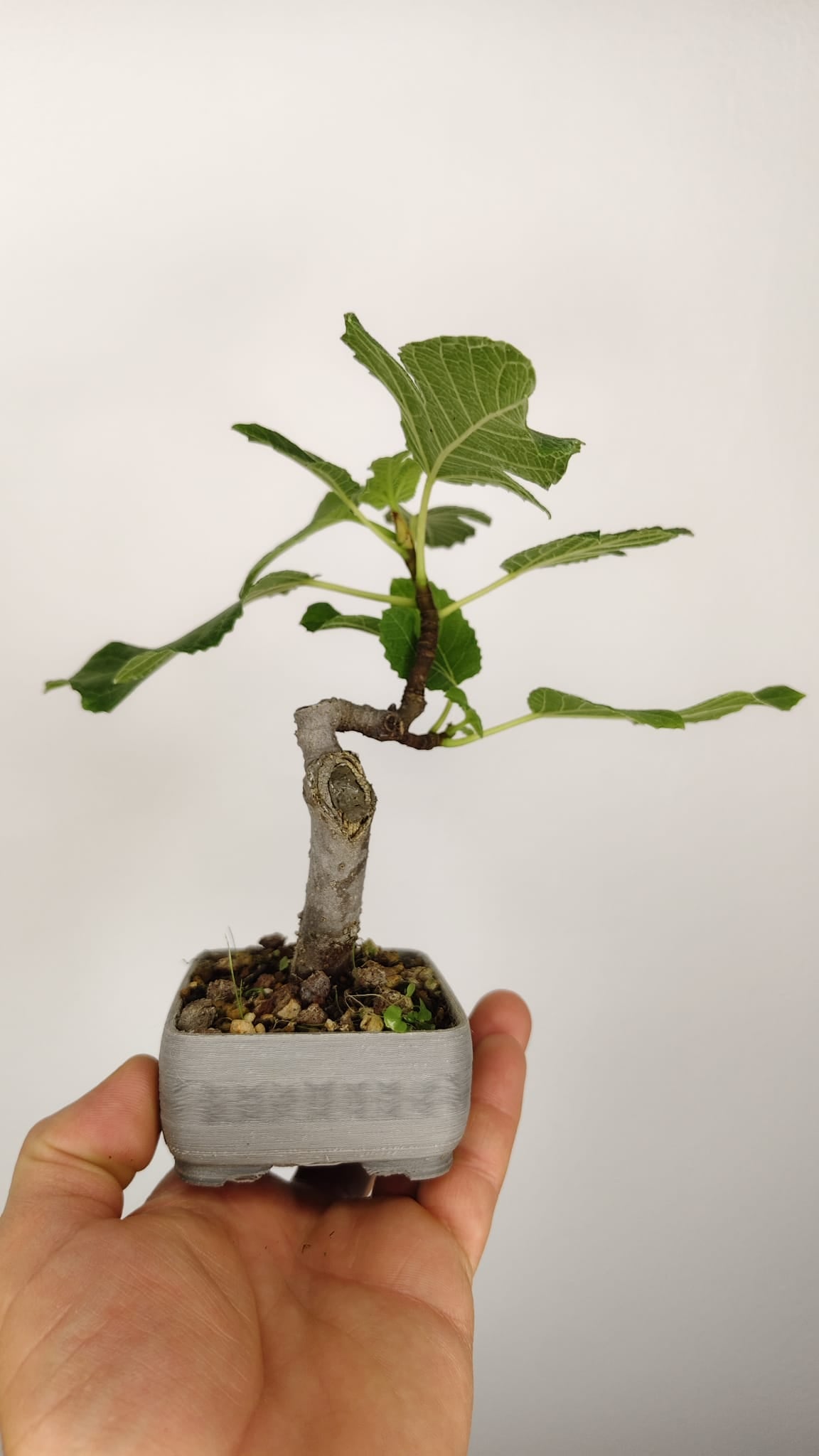 Higuera Bonsái (Ficus carica) en Maceta PETG Artesanal – HG-001