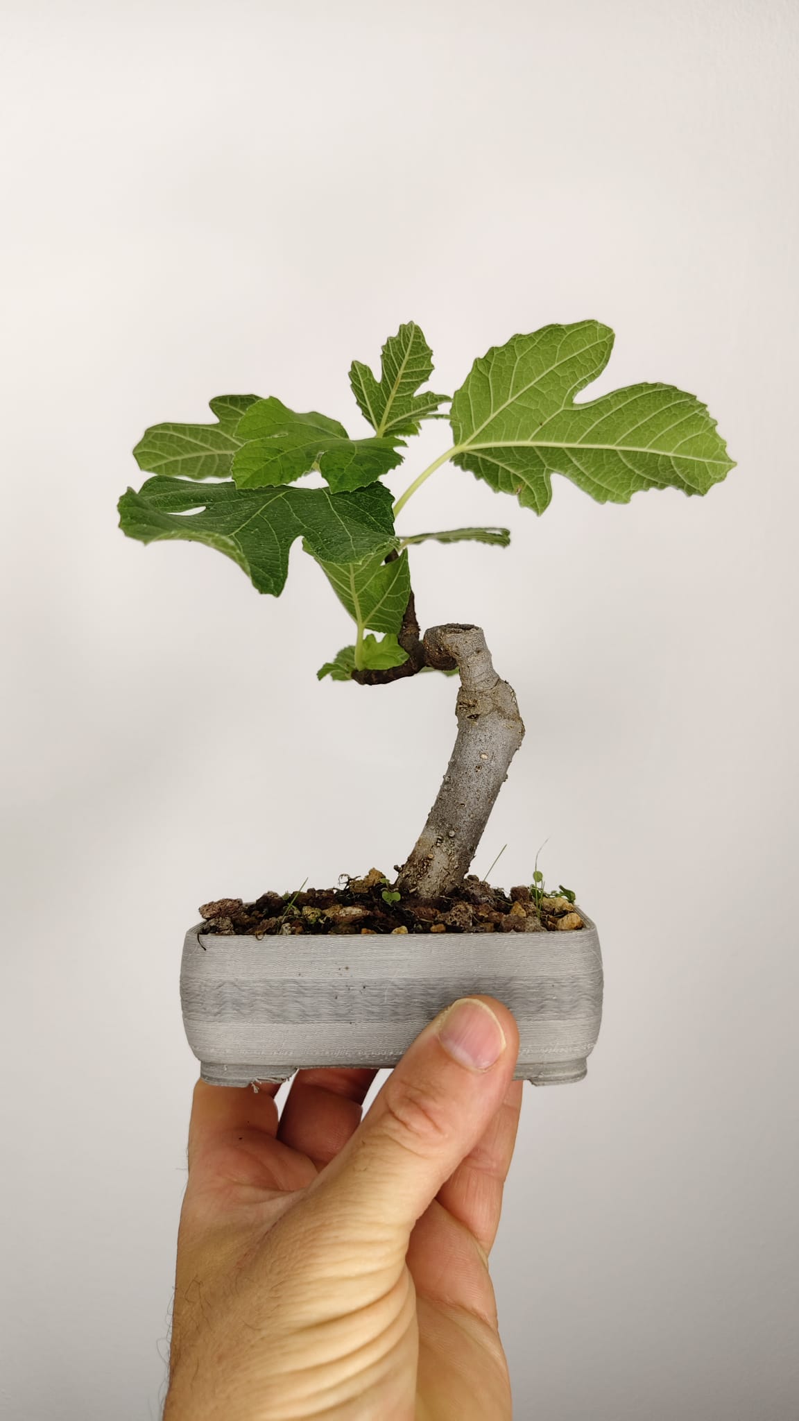 Higuera Bonsái (Ficus carica) en Maceta PETG Artesanal – HG-001