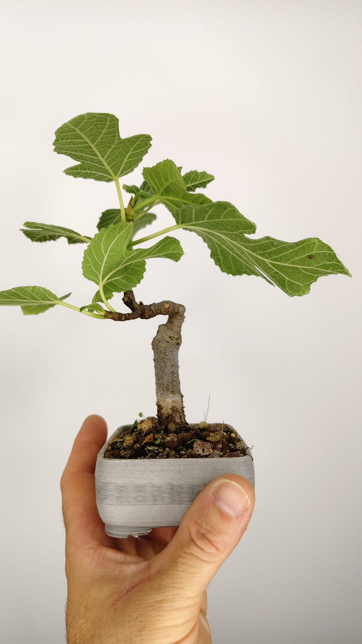 Higuera Bonsái (Ficus carica) en Maceta PETG Artesanal – HG-001