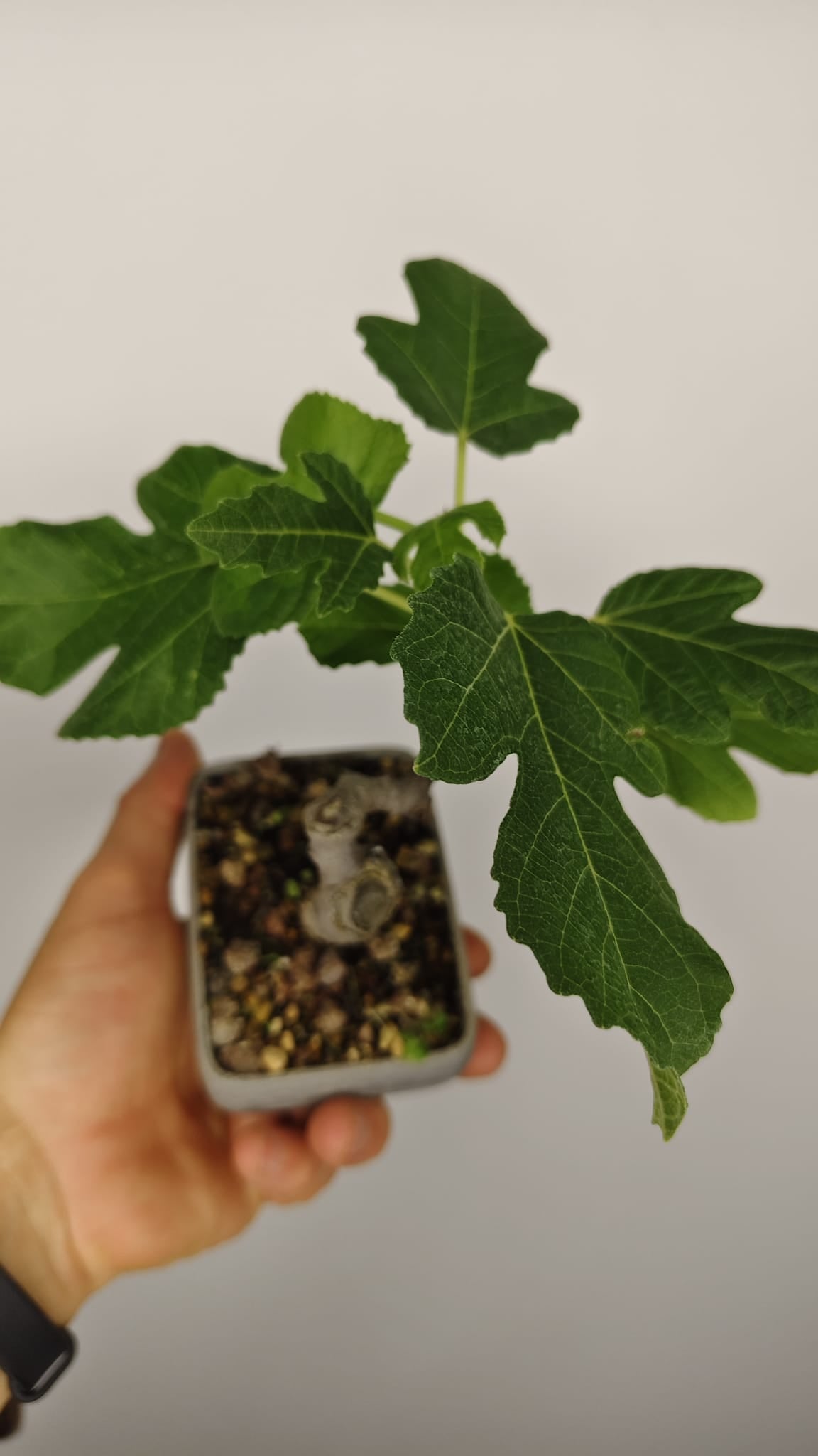 Higuera Bonsái (Ficus carica) en Maceta PETG Artesanal – HG-001