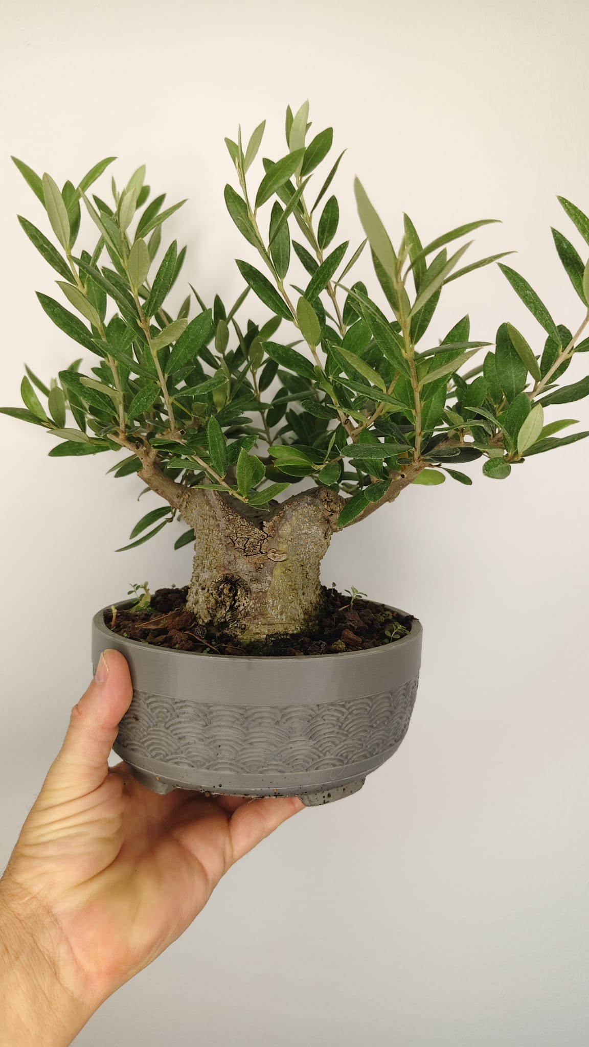 Olivo Bonsái Olea Europaea con Nebari de 11 cm y Tronco de 8 cm – OL-002