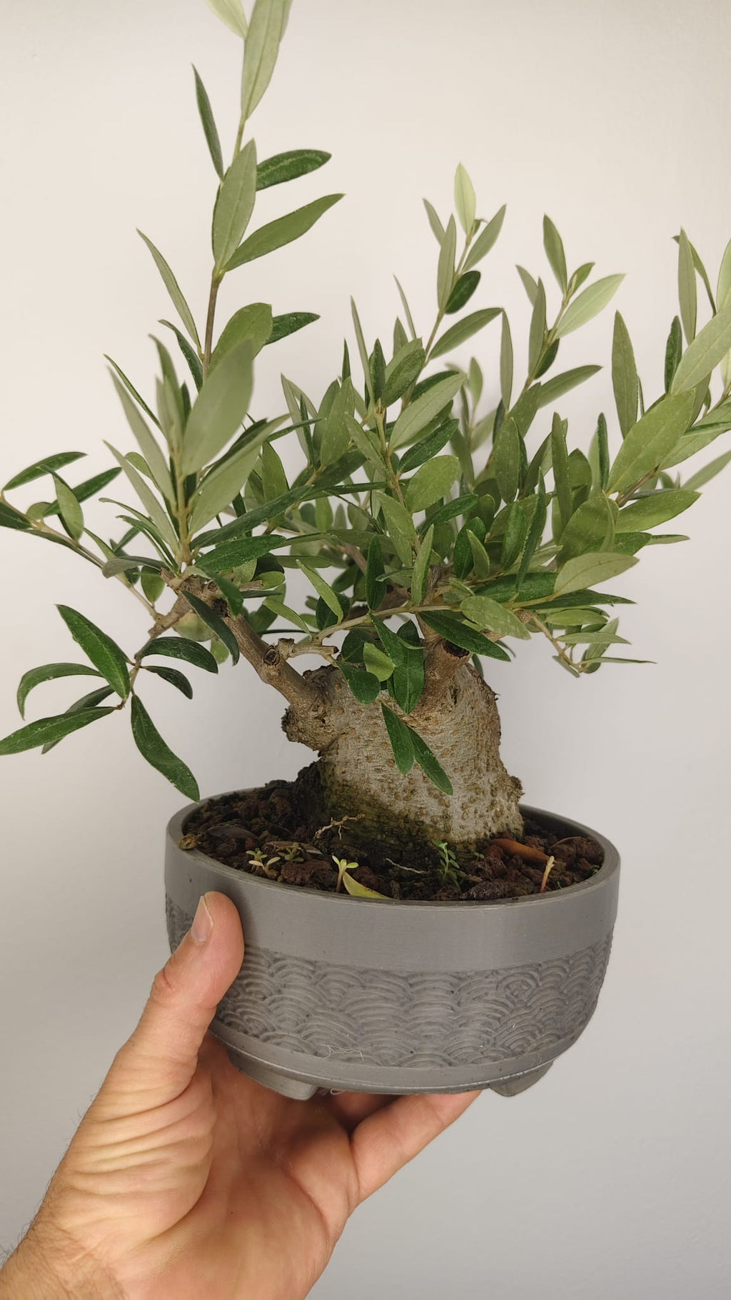 Olivo Bonsái Olea Europaea con Nebari de 11 cm y Tronco de 8 cm – OL-002