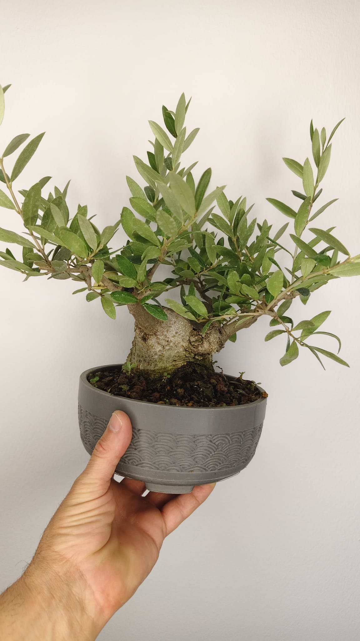 Olivo Bonsái Olea Europaea con Nebari de 11 cm y Tronco de 8 cm – OL-002