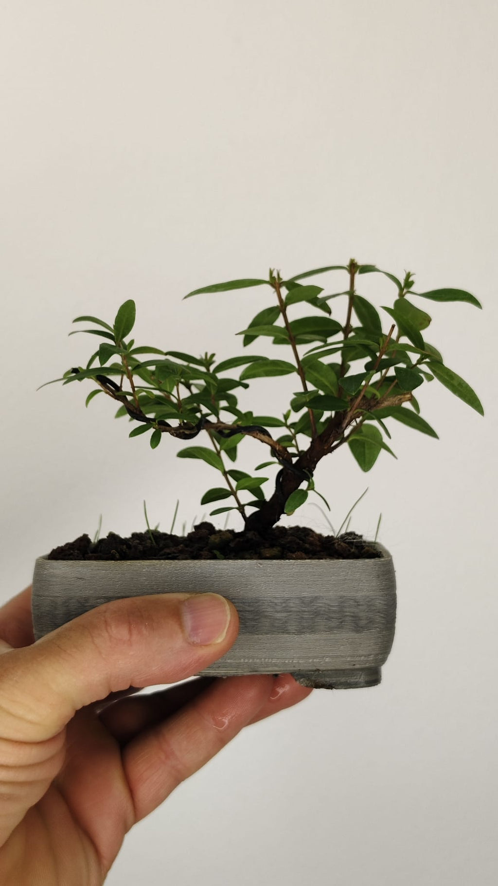 Mirto Tarentina Bonsái (Myrtus communis 'Tarentina') – MT-001